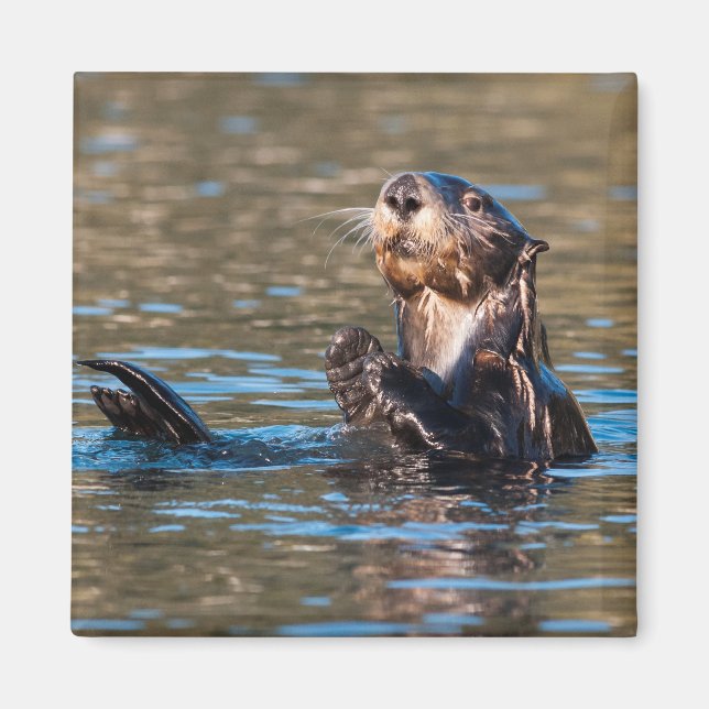 Íman Sunny Sea Otter (Frente)