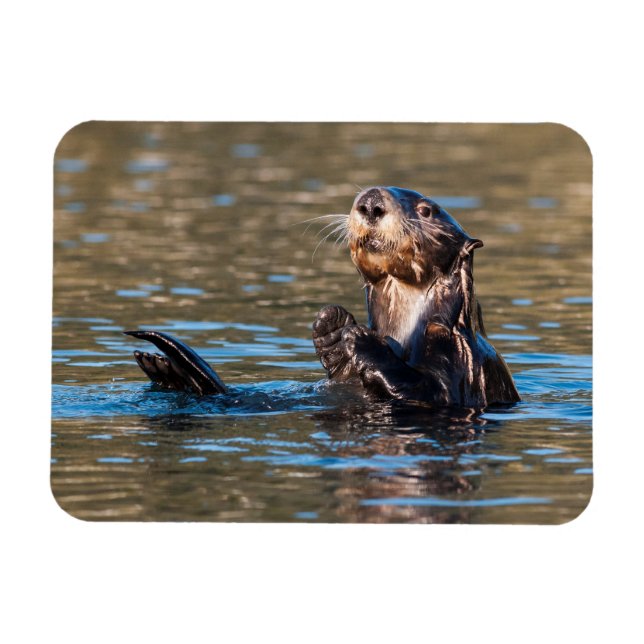 Íman Sunny Sea Otter (Horizontal)