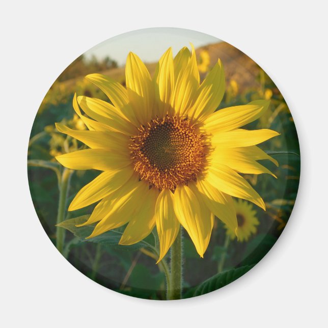 Íman Sunny Sunflower Magnet (Frente)