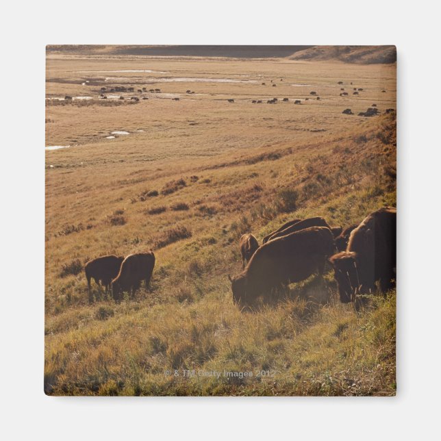 Íman Sunrise em Bison (Frente)