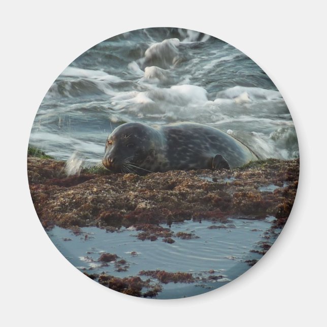 Íman Sunset Lit Harbor Seal I em San Diego (Frente)