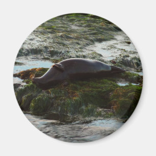 Íman Sunset Lit Harbor Seal II em San Diego