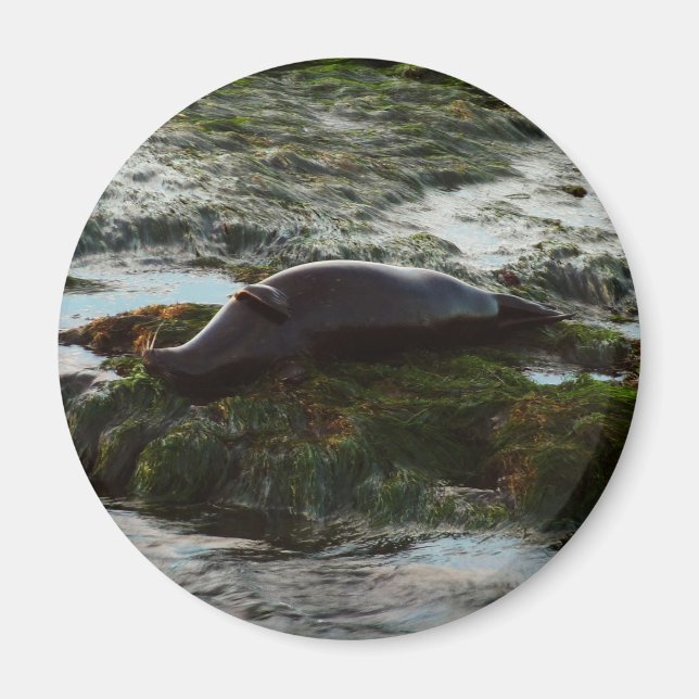 Íman Sunset Lit Harbor Seal II em San Diego (Frente)