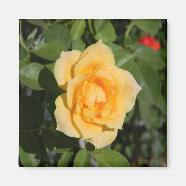 Íman Sunshine Delight... (Frente)