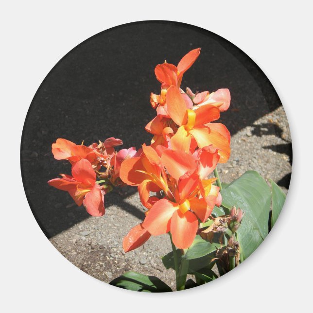 Íman Sunshine Love... (Frente)