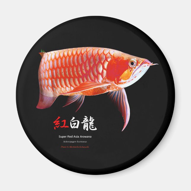 Íman Super Red Arowanaの冷蔵庫マグネット,No.01 (Frente)