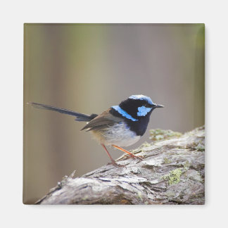 Íman Superb Fairy-wren