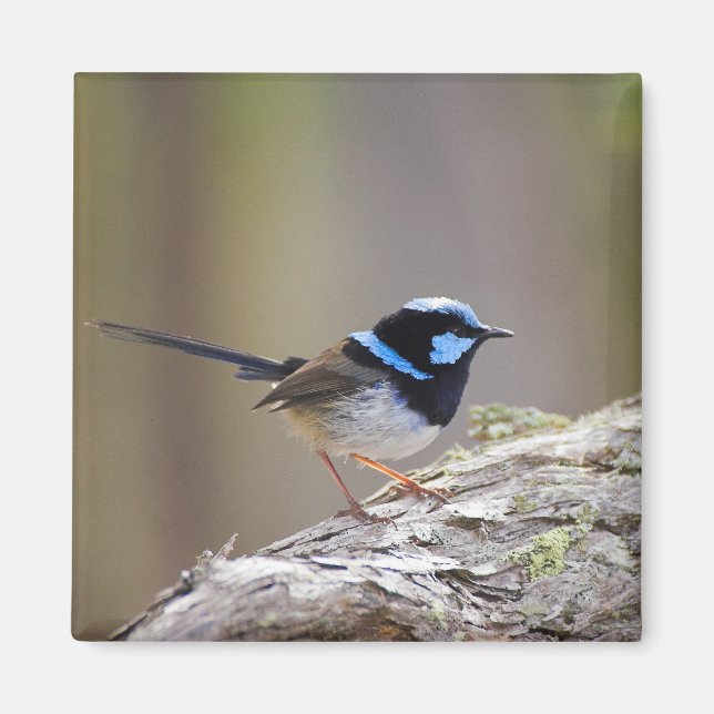 Íman Superb Fairy-wren (Frente)