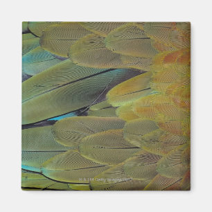 Íman Superfície da pena