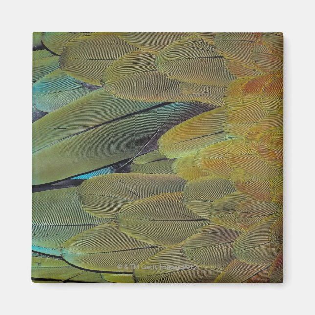 Íman Superfície da pena (Frente)