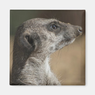 Íman Suricata