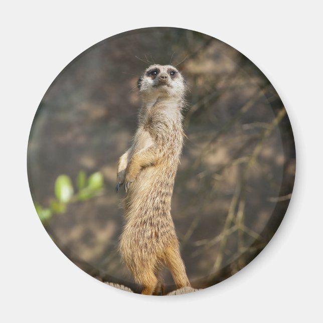 Íman Suricata (Frente)