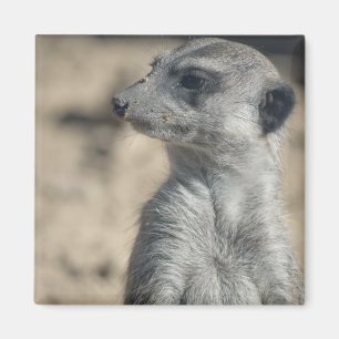 Íman Suricata engraçada