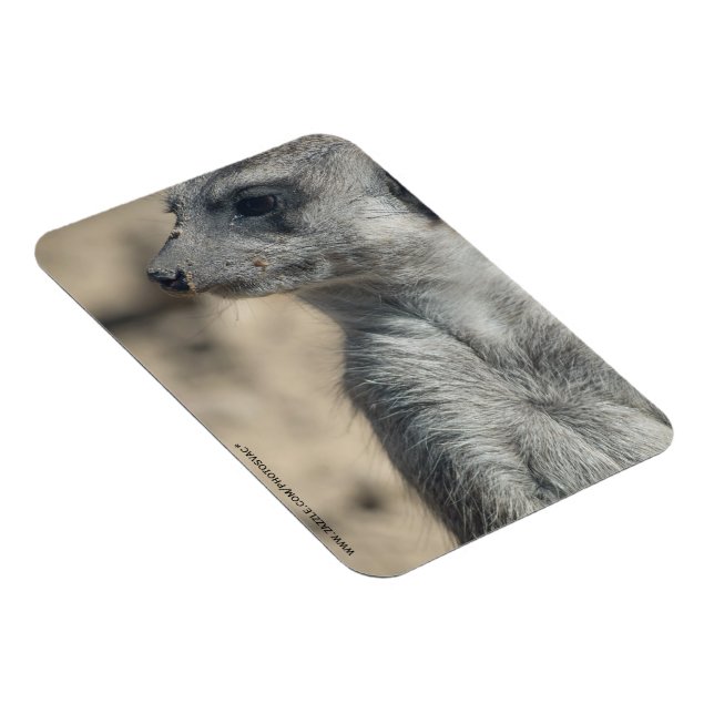 Íman Suricata engraçada (Lado Direito)