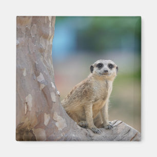 Íman Suricata Fofa Sentada na Árvore