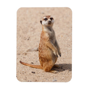 Íman suricate