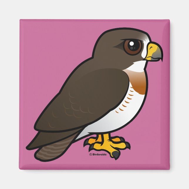 Íman Swainson's Hawk (Frente)