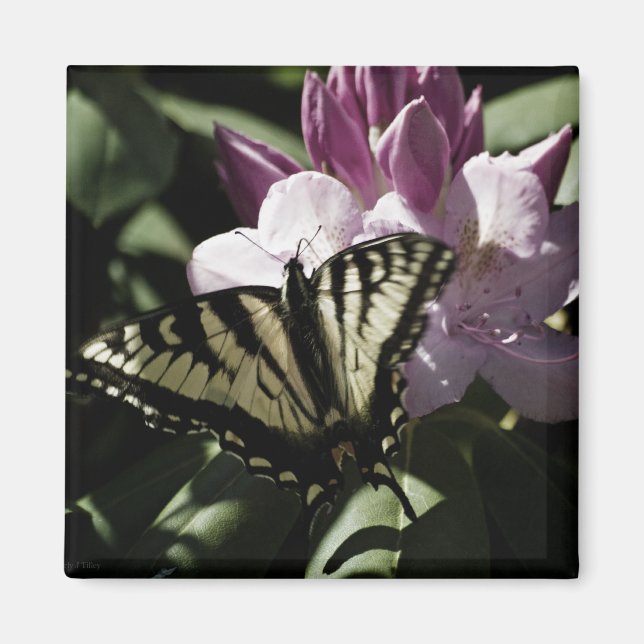 Íman Swallowtail e Rhododendron Magnet (Frente)
