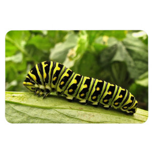 Íman Swallowtail preto Caterpillar