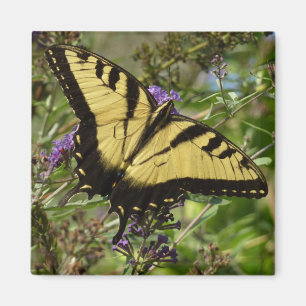 Íman Swallowtail sobre a borboleta Bush