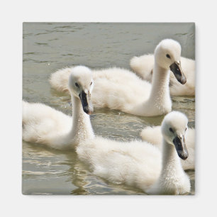Íman Swan Cygnets Nadando