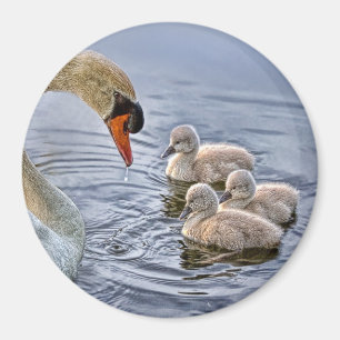 Íman Swan e Babies Magnet