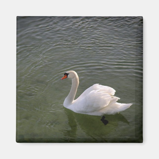 Íman Swan Magnet (Frente)