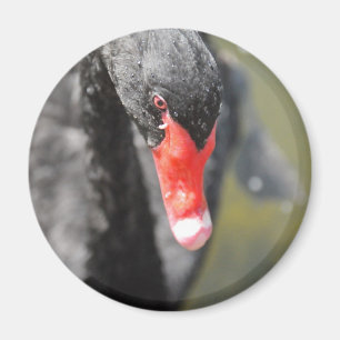 Íman Swan Negro