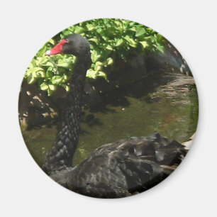 Íman Swan Negro