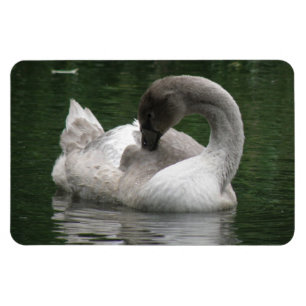 Íman Swan Premium Magnet Sonolento