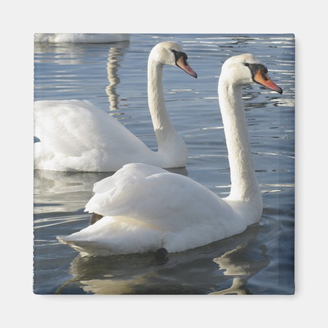 Íman Swan Reflexões Magnet (Frente)