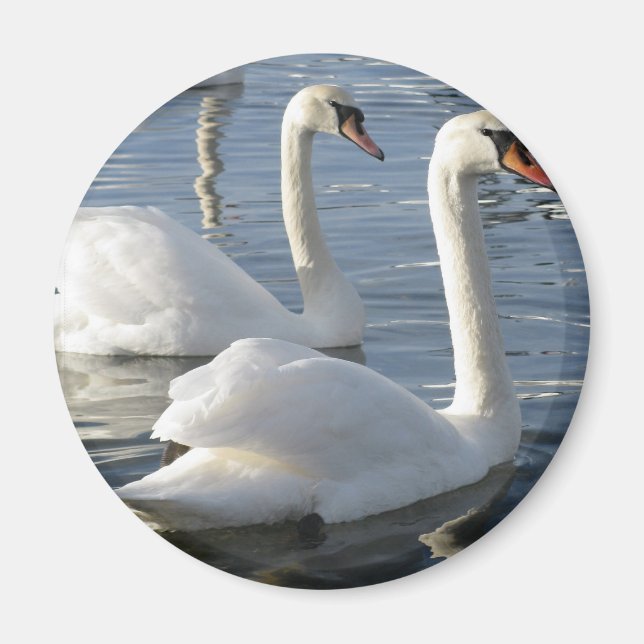 Íman Swan Reflexões Magnet (Frente)