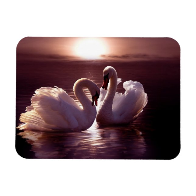 Íman Swans Adorantes Formando um Coração (Horizontal)