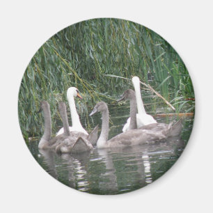 Íman SWans e Cygnets Magnet