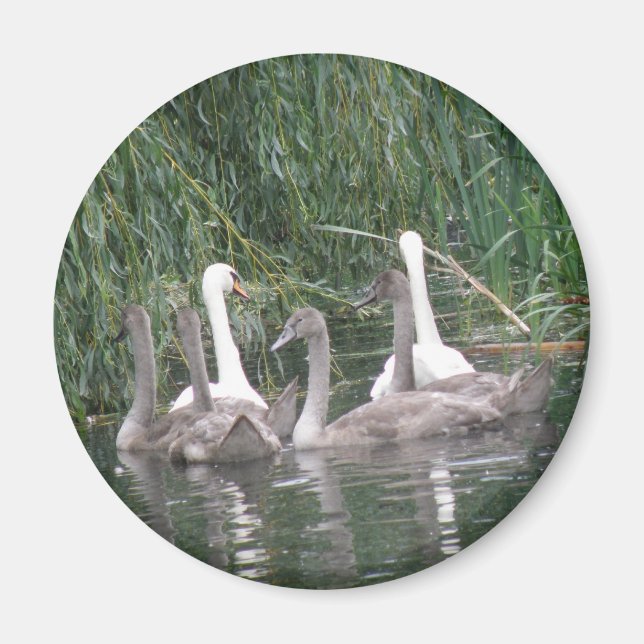 Íman SWans e Cygnets Magnet (Frente)