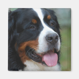Íman Sweet Bernese Magnet