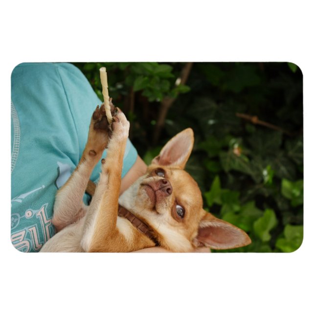 Íman Sweet Charlie Chihuahua (Horizontal)