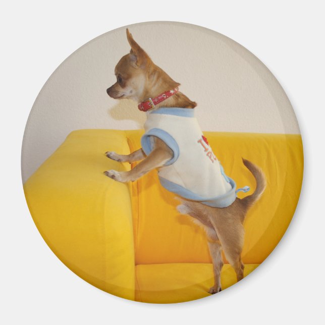 Íman Sweet Charlie Chihuahua (Frente)