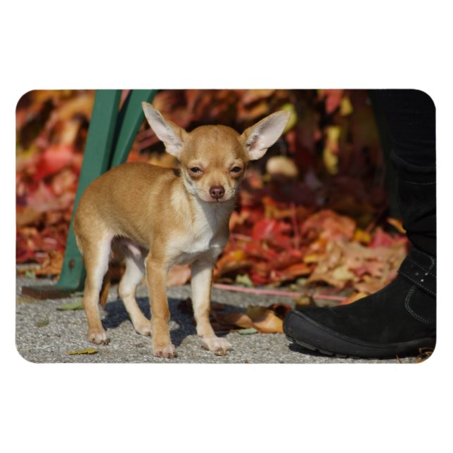 Íman Sweet Charlie Chihuahua (Horizontal)
