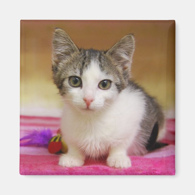 Íman Sweet Kitten Magnet (Frente)