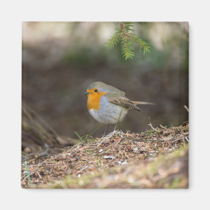 Íman Sweet little robin