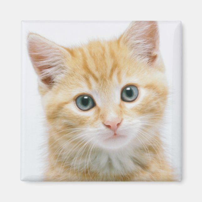 Íman Sweet Orange Tabby (Frente)