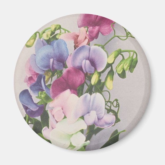 Íman Sweet Pea 1907 (Frente)