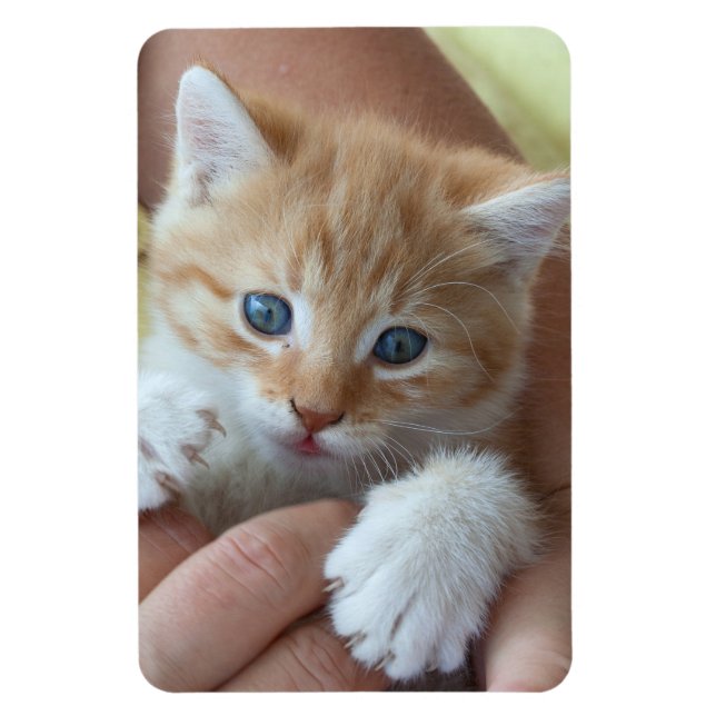 Íman Sweet Tabby Baby (Vertical)