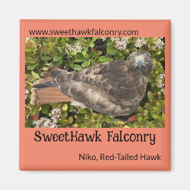 Íman SweetHawk Falconry Niko Red-Tailed Hawk 2x2 Magnet