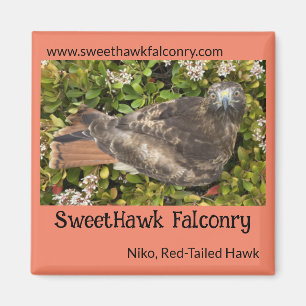 Íman SweetHawk Falconry Niko Red-Tailed Hawk 2x2 Magnet