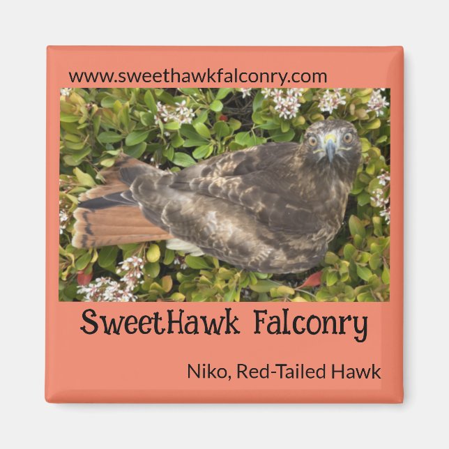 Íman SweetHawk Falconry Niko Red-Tailed Hawk 2x2 Magnet (Frente)