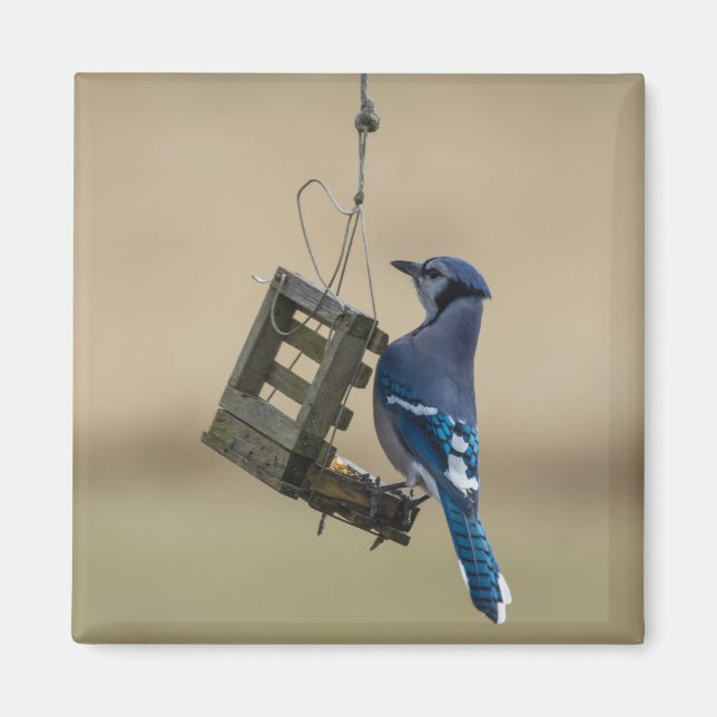 Íman Swing Blue Jay (Frente)