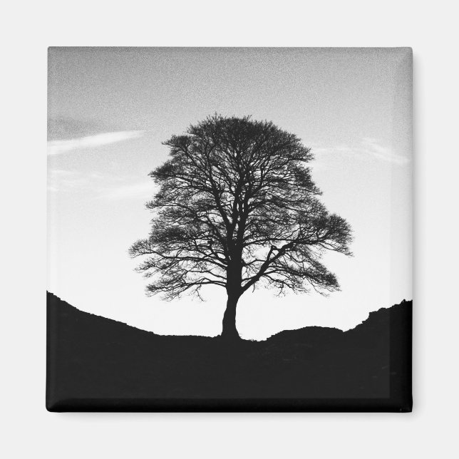 Íman Sycamore Gap Magnet (Frente)