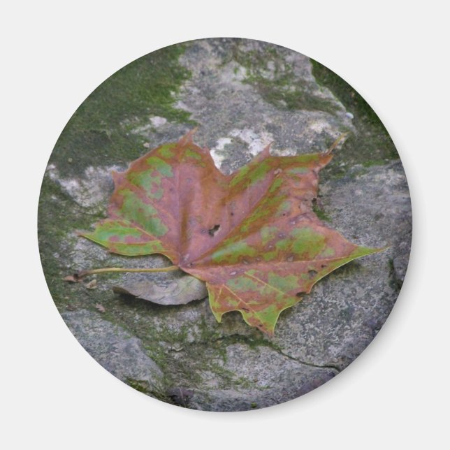 Íman Sycamore Leaf (Frente)